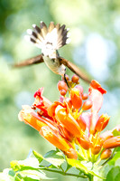 Hummingbird 15