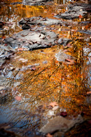Creek Reflections, 2