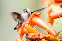 Hummingbird 16